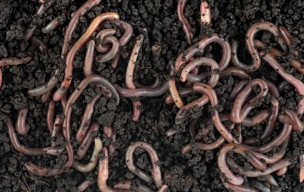 Group Earthworms Black Soil Background Top View Gardening Concept Garden —  Fotos de Stock
