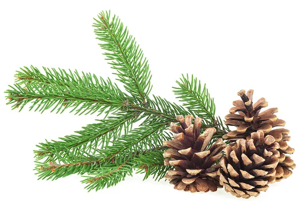 Dennenappels Groene Dennenboom Tak Geïsoleerd Een Witte Achtergrond Kerstversiering — Stockfoto