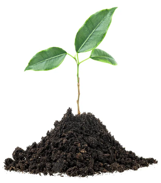 Young Plant Soil Humus Isolated White Background Young Plant Tree Imagen de archivo