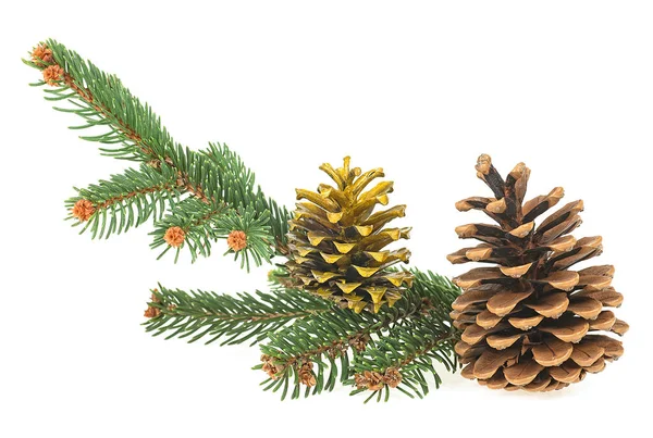 Kerst Decoratie Dennenappels Groene Dennenboom Tak Geïsoleerd Een Witte Achtergrond — Stockfoto