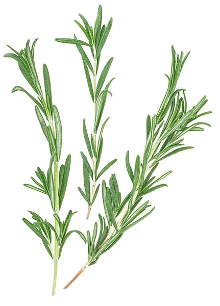 Rosemary Branches Isolated White Background Top View — Stock Photo, Image