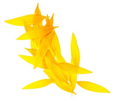 Beyaz arka planda izole edilmiş ayçiçeği yaprakları, üst görünüm.