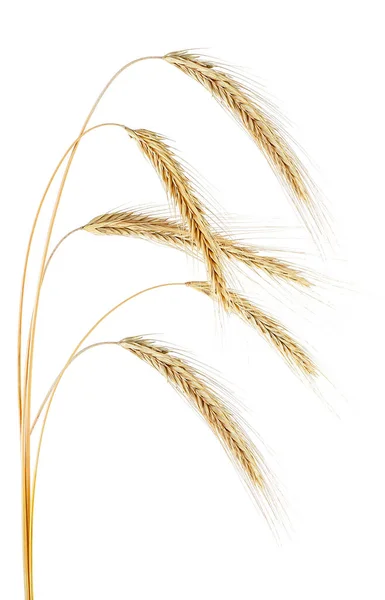 Rye Spikelets Isolated White Background Natural Dry Rye Ears — Fotografia de Stock
