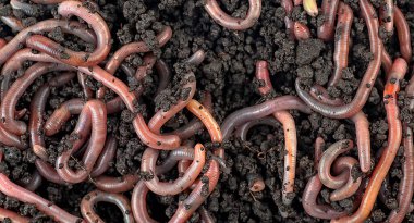 Garden compost and earthworms as background, top view.