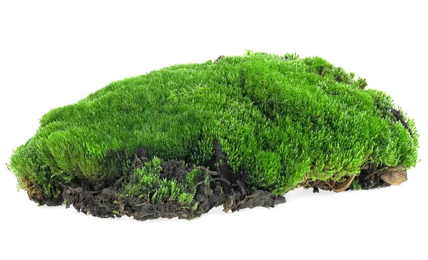 潮湿的绿色苔藓隔离在白色的背景上 新鲜的森林苔藓 — 图库照片