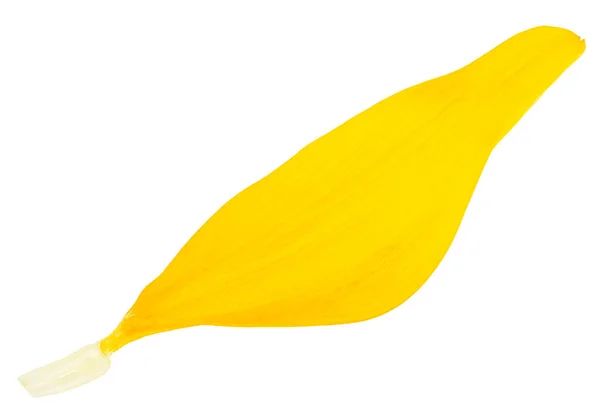 One Yellow Petal Sunflower Isolated White Background — Stockfoto