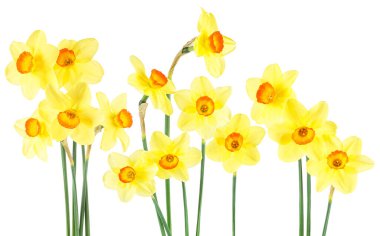 Bouquet of yellow narcissus isolated on a white background. Collection of spring flowers. 