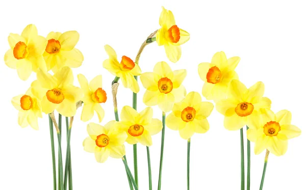 Bouquet Yellow Narcissus Isolated White Background Collection Spring Flowers — Stok fotoğraf