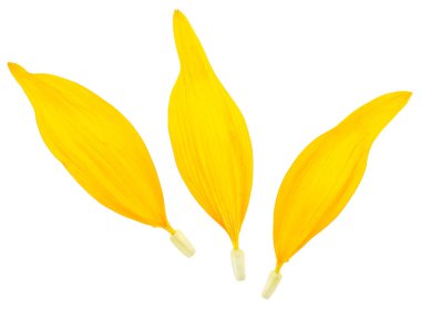 Beyaz arka planda izole edilmiş üç tane ayçiçeği yaprağı. Taze sarı yapraklar..