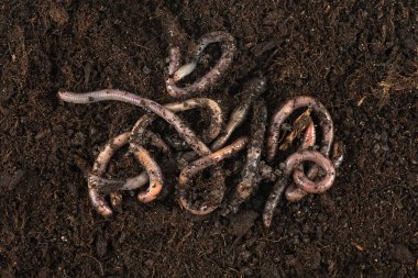Garden compost and worms - earthworms in black soil, top view.