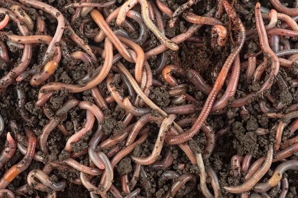 Earthworms Black Soil Background Top View Garden Compost Worms —  Fotos de Stock