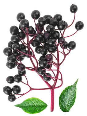 Sambucus. Fresh elderberry branch and green leaves isolated on a white background, top view.
