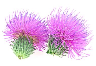 Two flowers of Milk Thistle plant isolated on a white background. Silybum marianum.