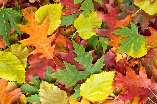 Πολύχρωμα Διάφορα Φθινοπωρινά Πεσμένα Φύλλα Στο Έδαφος Κίτρινα Πορτοκαλί Πράσινα — Φωτογραφία Αρχείου