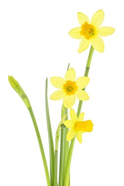 Bouquet of spring flowers narcissus isolated on a white background. Yellow daffodils flowers.