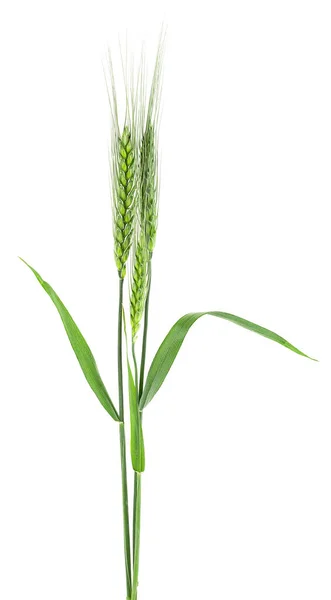 Green Spikelets Wheat Isolated White Background — Stockfoto