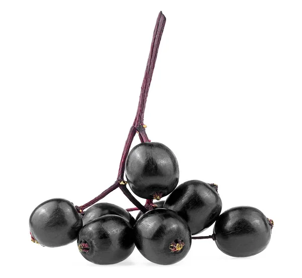 Fresh Sambucus Branch Isolated White Background European Black Elderberry Fruit — Stock Fotó