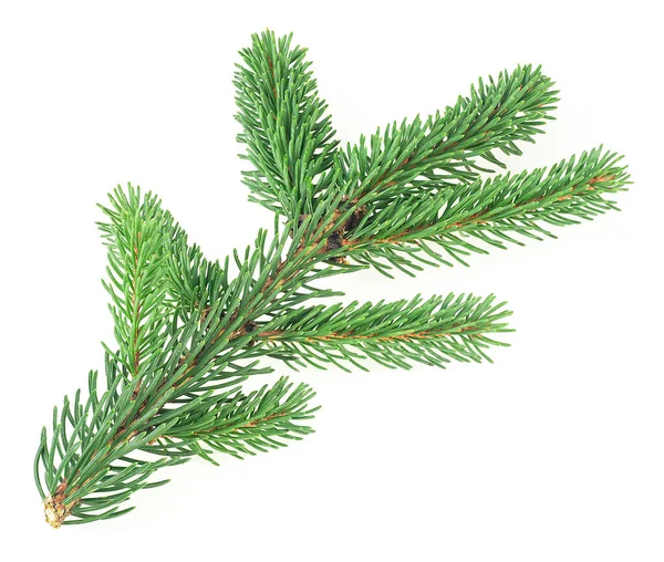 Fir Branch Isolated White Background Christmas Tree — 图库照片