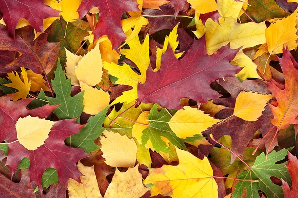 Background Fallen Colored Autumn Leaves Top View Autumn Background — Φωτογραφία Αρχείου