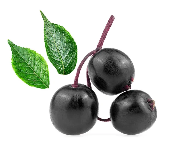 Elderberry Hitam Eropa Cabang Kecil Dari Elderberry Dan Daun Hijau — Stok Foto
