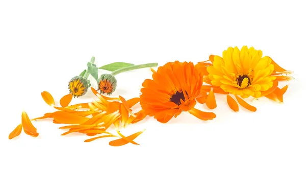 Fleurs Calendula Avec Pétales Feuilles Vertes Isolées Sur Fond Blanc — Photo