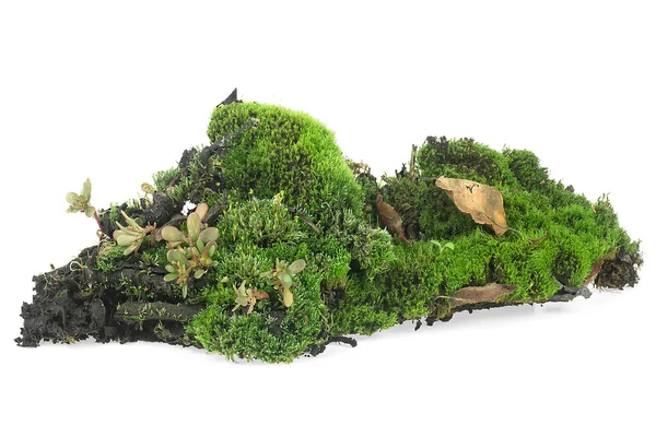 Toprakta yeşil yosun, çimenler ve çürümüş dallar beyaz arka planda izole edilmiş.