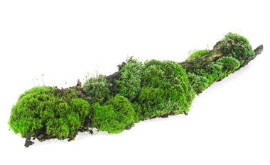 Çürük daldaki yeşil yosun beyaz arka planda izole edilmiş.