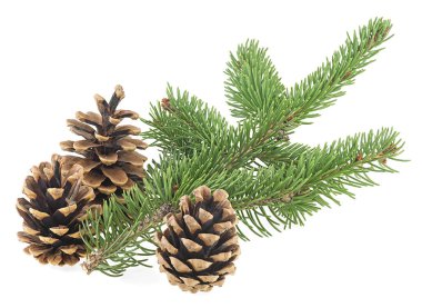 Beyaz arka planda köknar dallı üç kozalak.