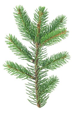 Köknar ağacının dalları beyaz arka planda izole edilmiş. Noel ağacı dalı.