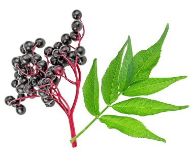 Beyaz arka planda yeşil yapraklı Avrupa siyah elderberry 'leri, üst görünüm.