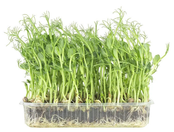 Microgreens Orgânicos Frescos Ervilhas Isoladas Fundo Branco Brotos Ervilha Jovem — Fotografia de Stock