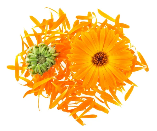 Marigold Flowers Petals Buds Isolated White Background Top View Calendula — Stock Photo, Image