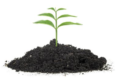 Topraktan çıkan yeşil tomurcuklar beyaz arka planda izole edilmiş. Yeni yaşam konsepti.