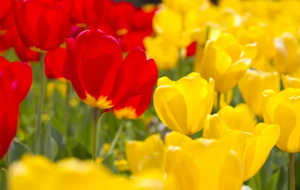 Levendige Lentebloemen in volle bloei in rood en geel — Stockfoto