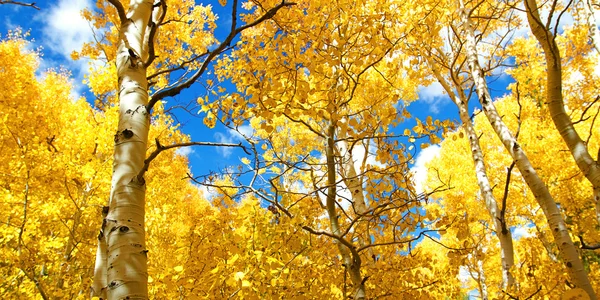 Canopy de otoño de hojas de árbol de Aspen amarillo brillante en otoño en th — Foto de Stock