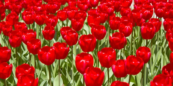 Rode tulp bloemen in de lente buiten in de natuur — Stockfoto