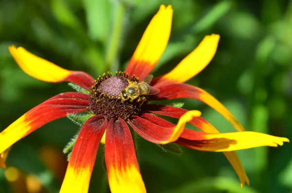 Parlak çiçek arıya. — Stok fotoğraf