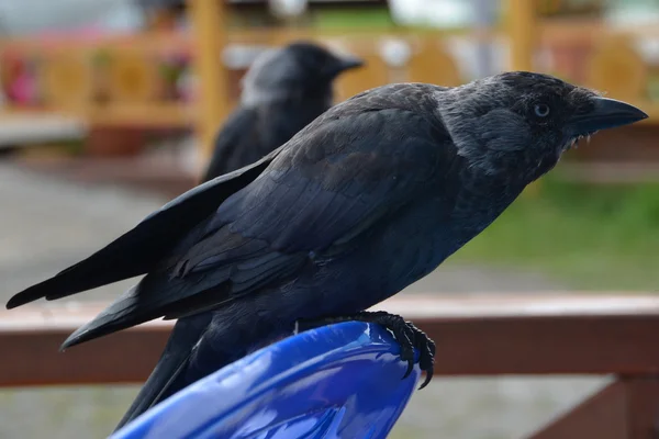 Black bird in the outdoor café — Stock Photo, Image