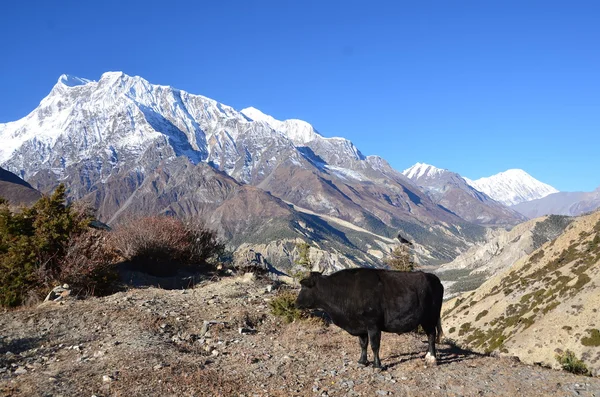 Nepal, trekking alrededor de Anapurna. yaks en las Hemalayas — Foto de Stock
