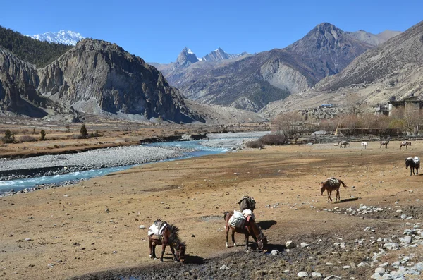 Nepal, vandring runt anapurna. — Stockfoto