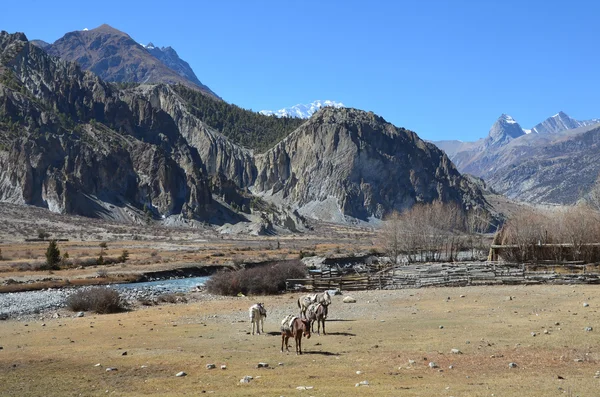 Nepál trekking kolem Anapurna památkovou rezervací. — Stock fotografie