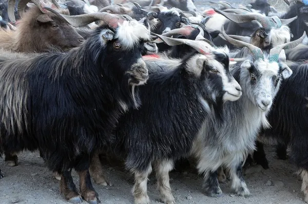 Nepal, dağ keçileri. — Stok fotoğraf
