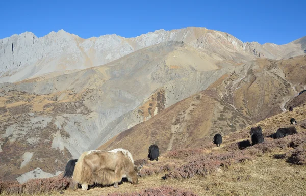 Nepal, vandring runt anapurna, jakar betar i bergen — Stockfoto