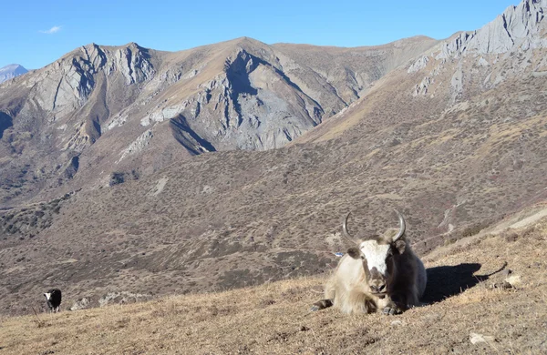Nepal, trekking around Anapurna, yaks graze in the mountains — Stock Photo, Image