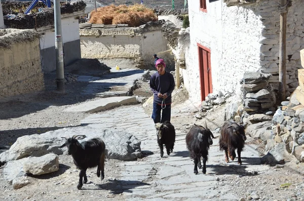 Nepal, Jomsom, asses with load go down the street — Stock Photo, Image