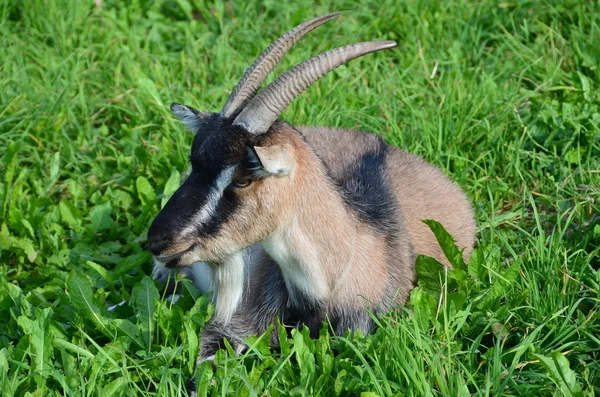 Bir yaz çayır çim yeme keçi. — Stok fotoğraf