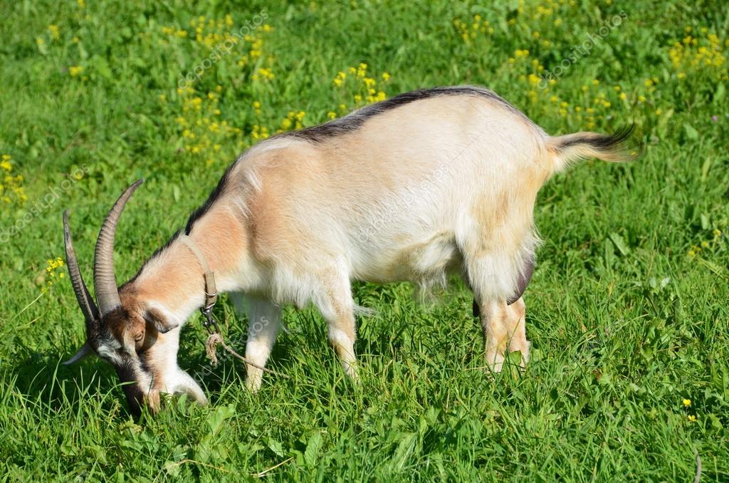 The goat eating grass in a summer meadow. — Stock Photo © irinabal18 ...