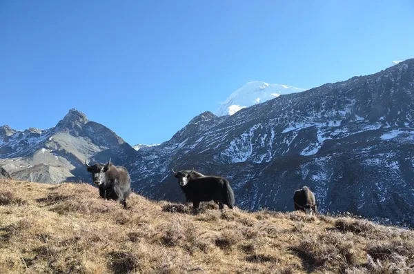 Nepál trekking az egész Anapurna, jaknak graze a hegyekben — Stock Fotó