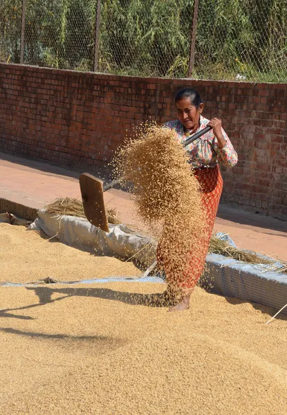 Nepalesische Frau schüttelt das Korn zum Trocknen auf einem der Plätze bhaktapur. — Stockfoto