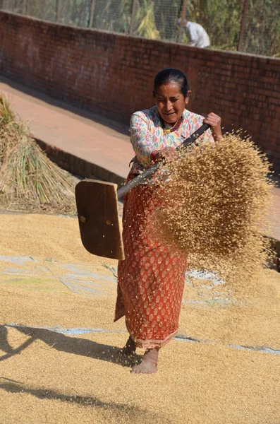 Nepalesische Frau schüttelt das Korn zum Trocknen auf einem der Plätze bhaktapur. — Stockfoto